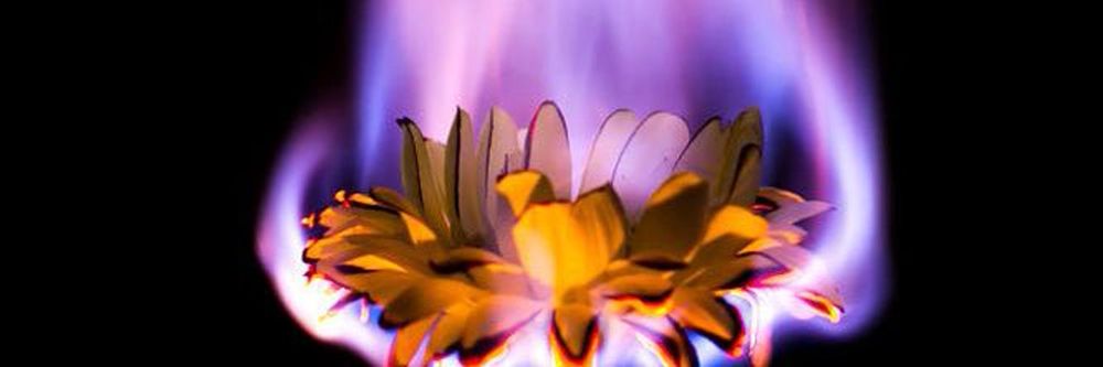inferno_daisy OnlyFans profile picture