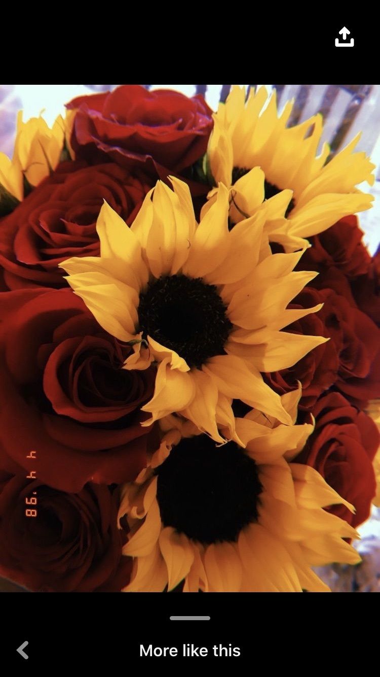 sunshinecortez OnlyFans profile picture