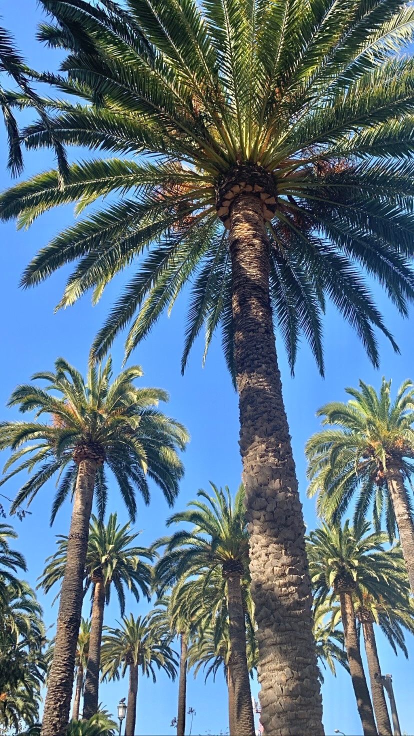 coconutbalm OnlyFans profile picture