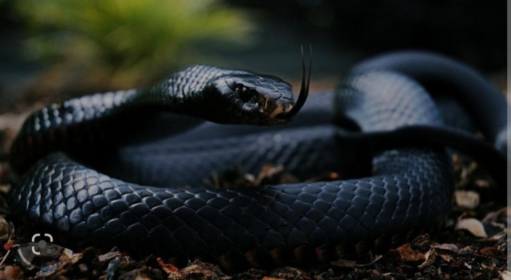mamba_nigga OnlyFans profile picture