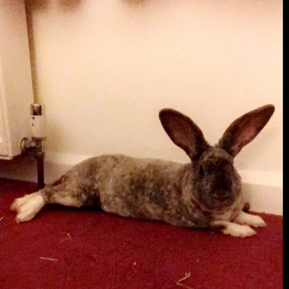 eachpeach OnlyFans profile picture