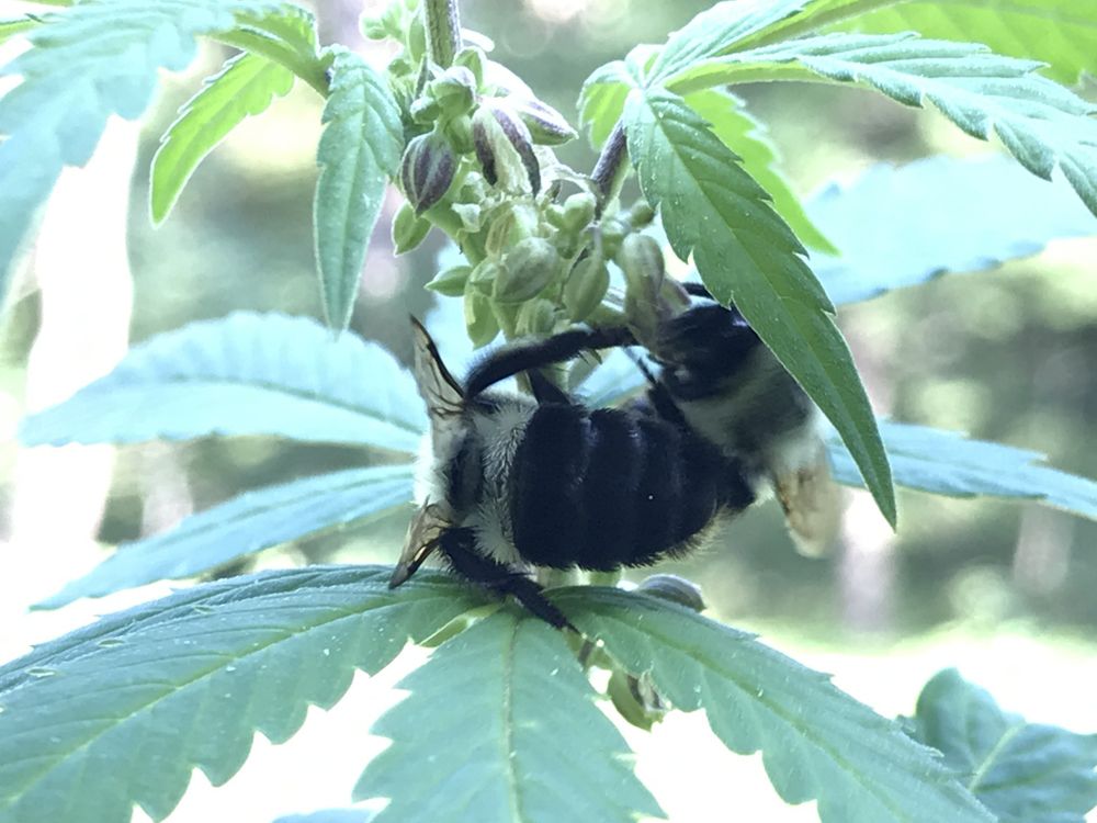 darthbud OnlyFans profile picture