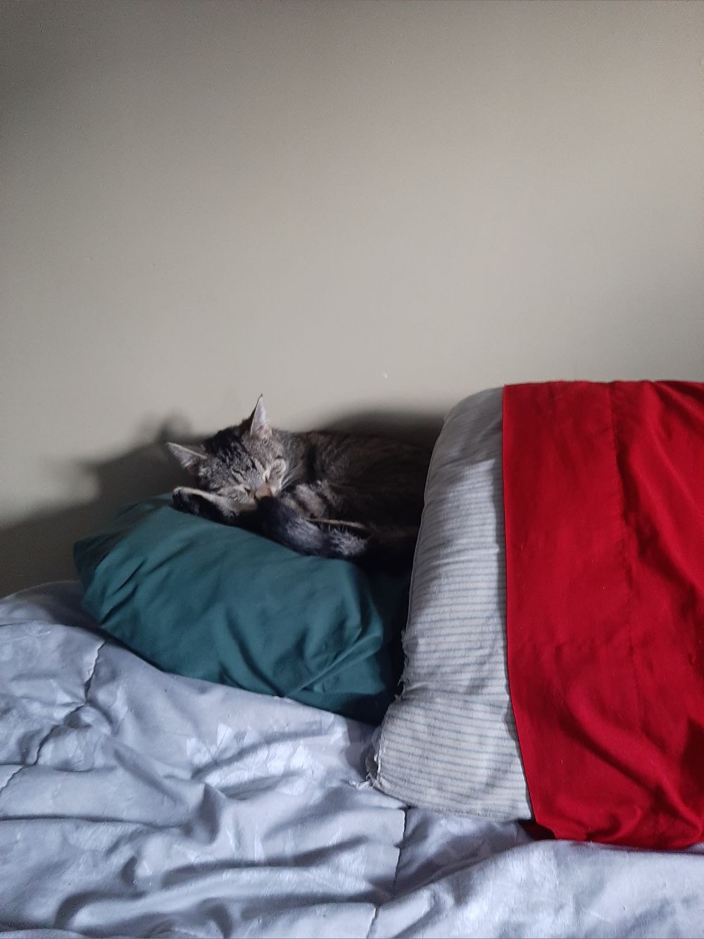 liliththecutekitten OnlyFans profile picture
