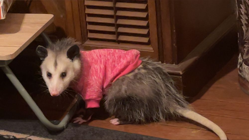 trashcats OnlyFans profile picture