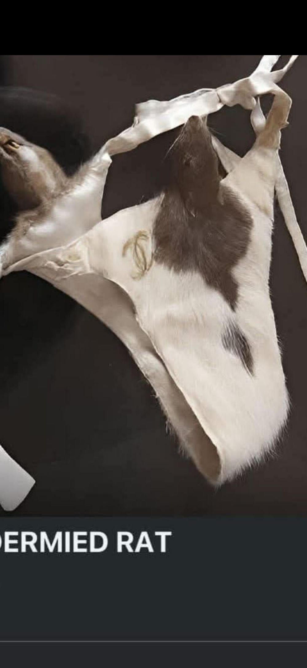 taxiderm OnlyFans profile picture