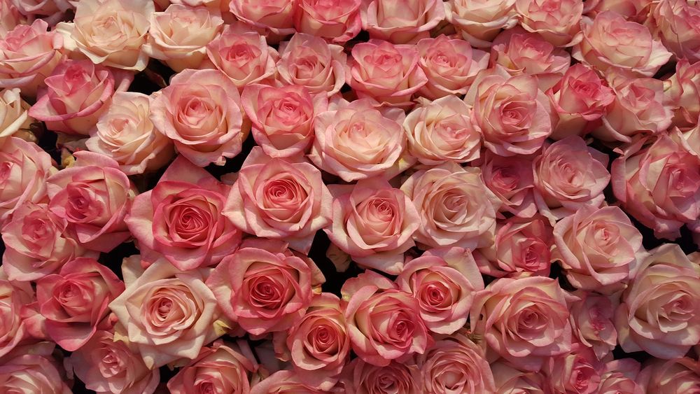 docesarah OnlyFans profile picture