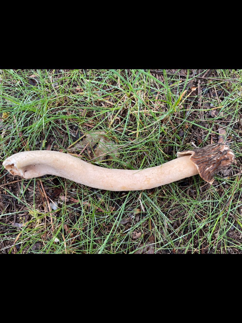 humongousfungus OnlyFans profile picture