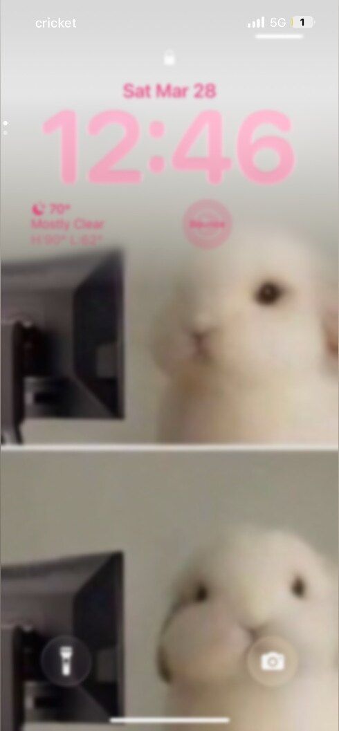 ottobellbunny OnlyFans profile picture