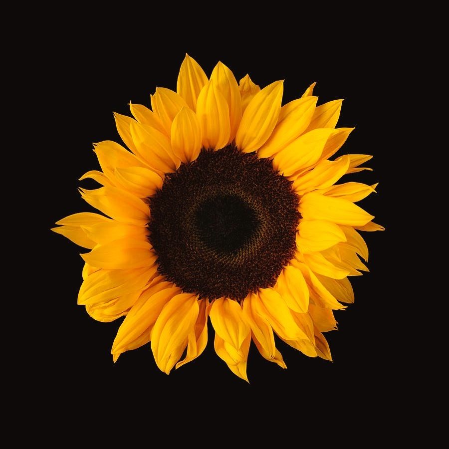sunflowerfr33 OnlyFans profile picture