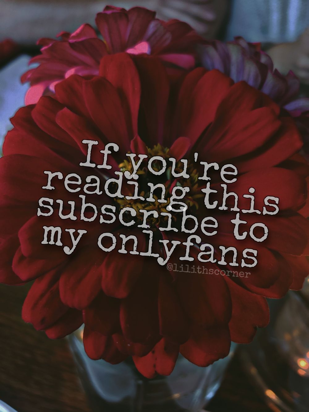 freebabyylilithh OnlyFans profile picture