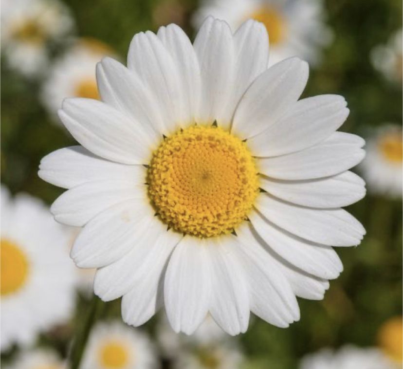 doubledaisies OnlyFans profile picture