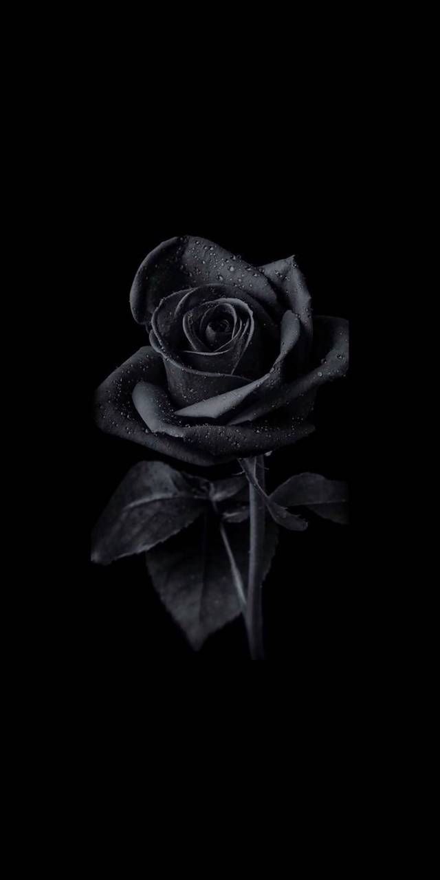 skyrose23 OnlyFans profile picture