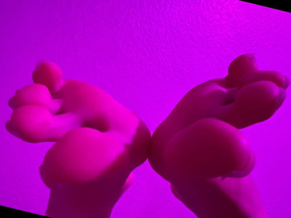 littleangelicsoles OnlyFans profile picture
