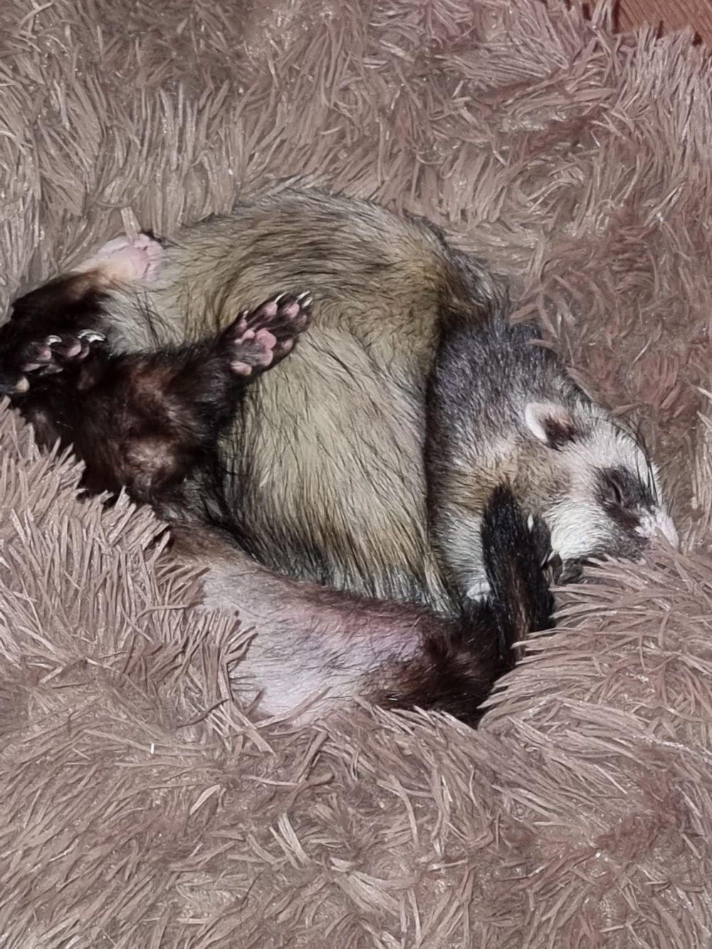 funnyferret OnlyFans profile picture