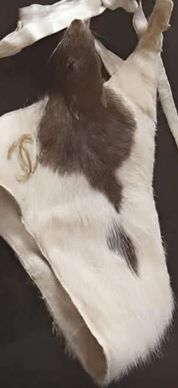 Taxidermmyrat