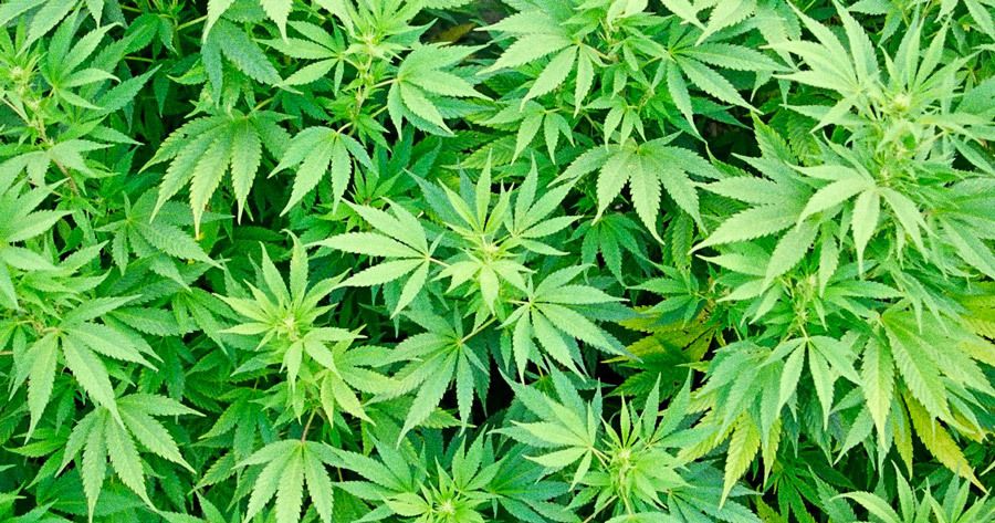 daddydomstoner420 OnlyFans profile picture