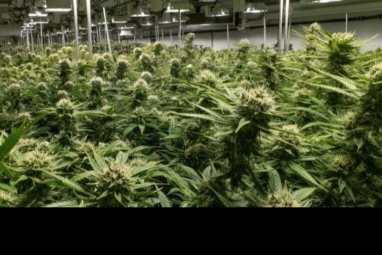 only420plants OnlyFans profile picture