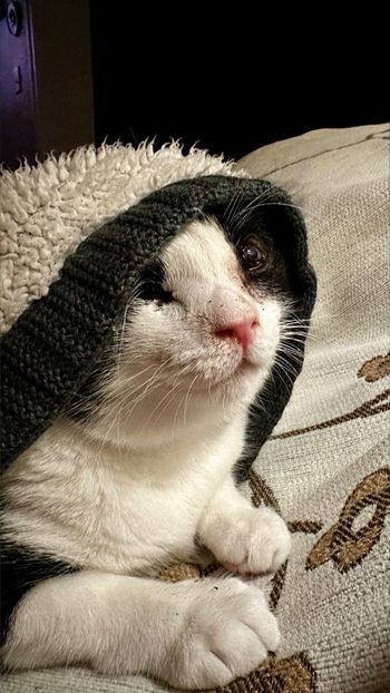 8 Cats 9 Eyes