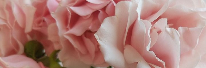 wrenrhubarb OnlyFans profile picture