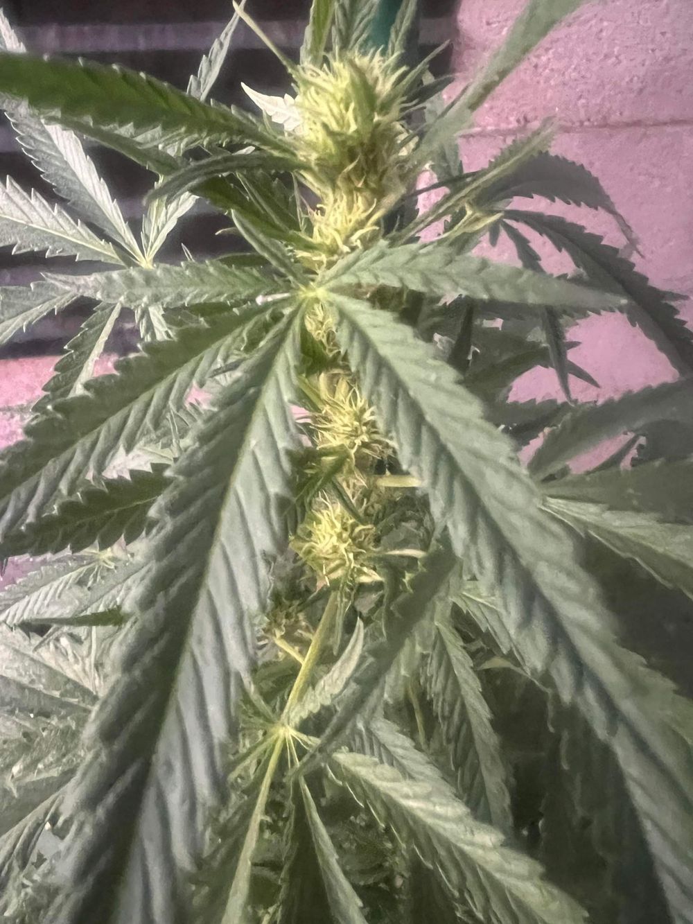 frostylv OnlyFans profile picture