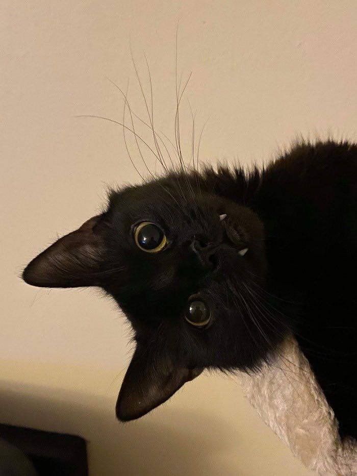 blackchiken OnlyFans profile picture