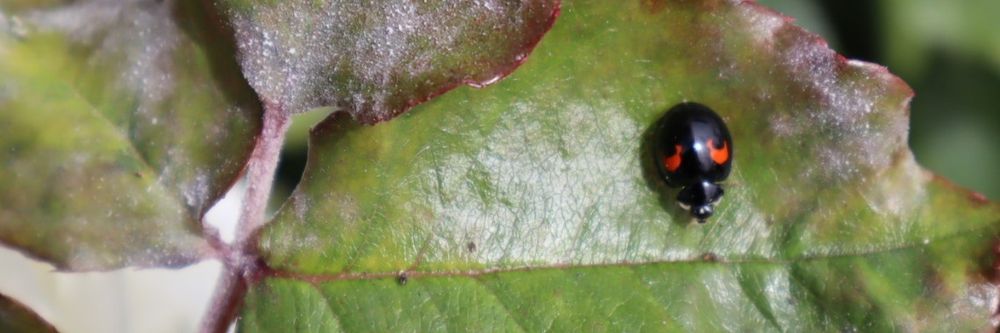tehassilem OnlyFans profile picture