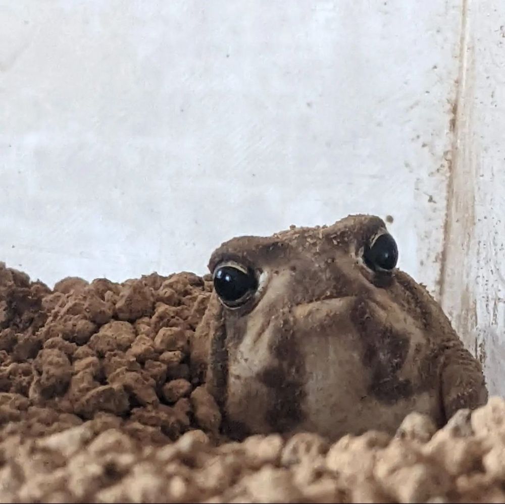 sleepyboiroar OnlyFans profile picture