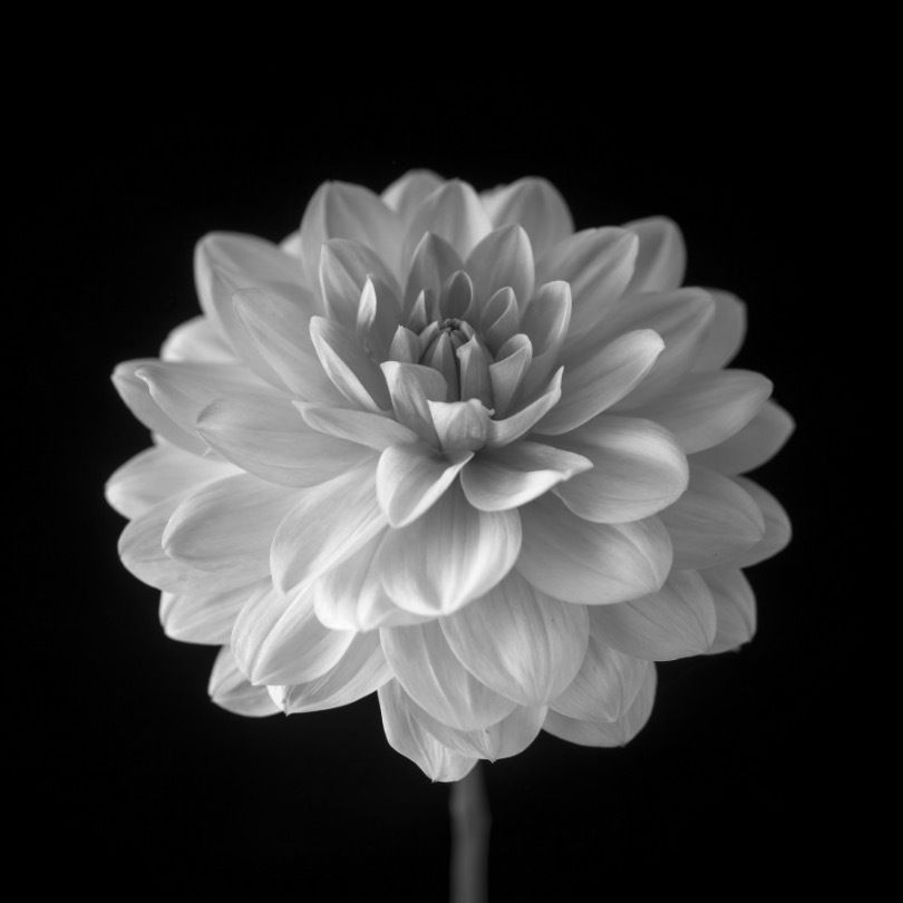 white.dahlia OnlyFans profile picture