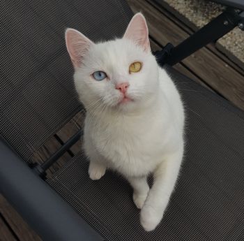 Olli - TheFunnyDeafCat