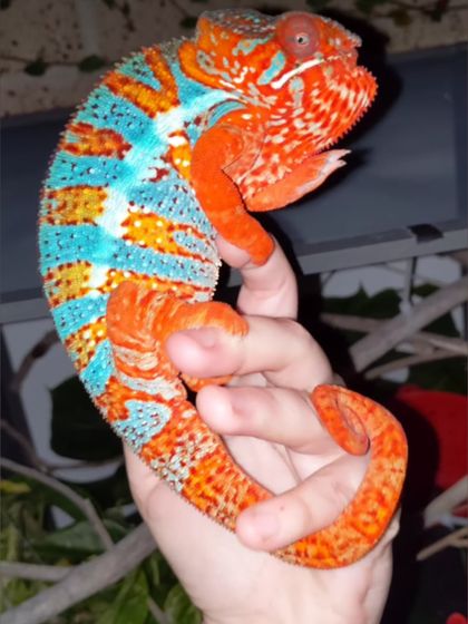 thechameleoncollective OnlyFans picture