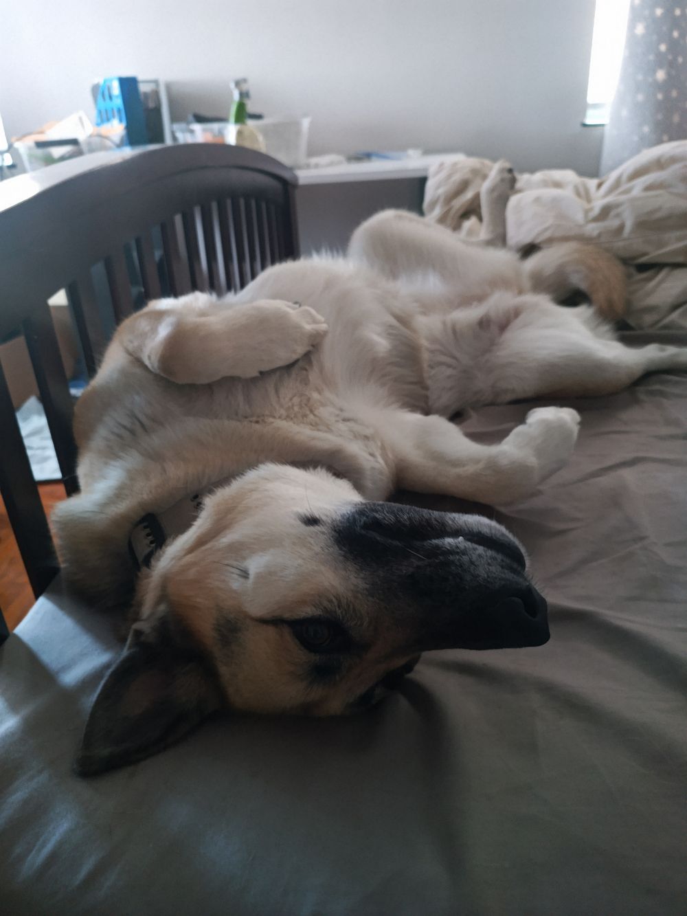 jerbearpanda OnlyFans profile picture