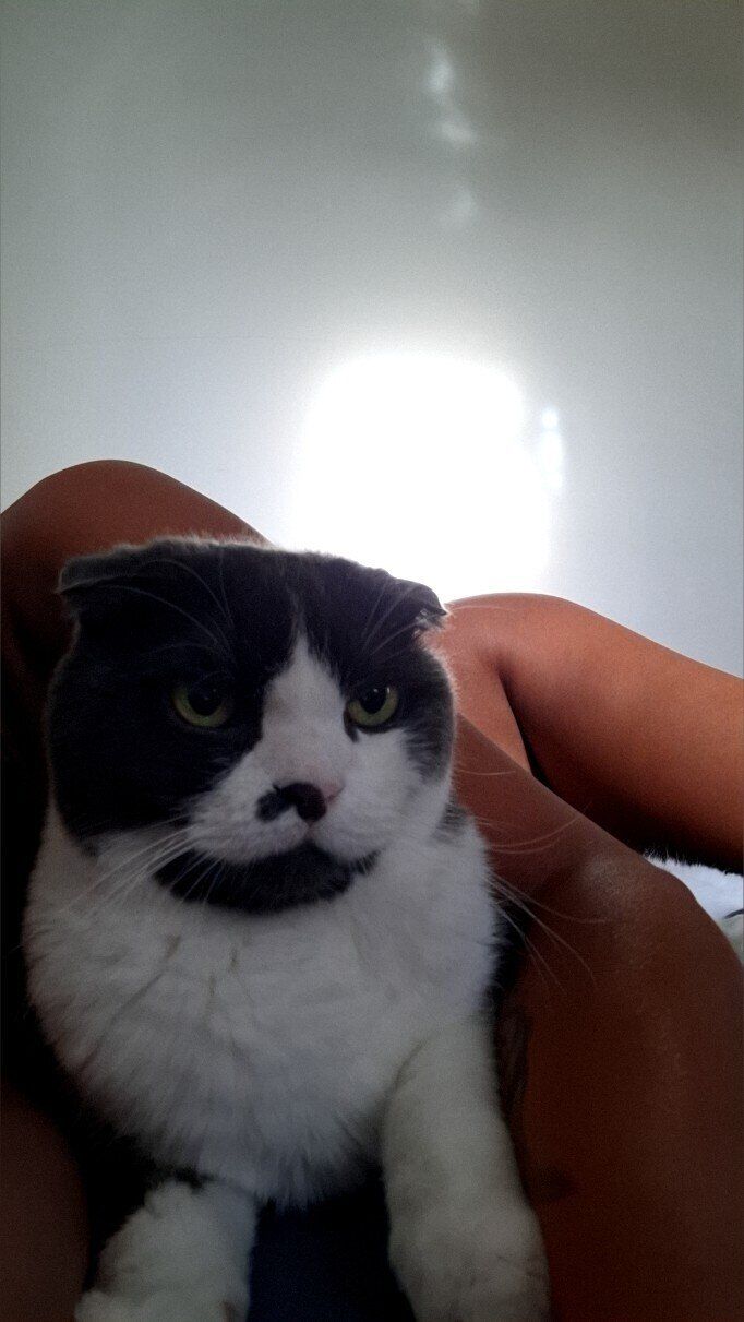 nipplecat1228 OnlyFans profile picture