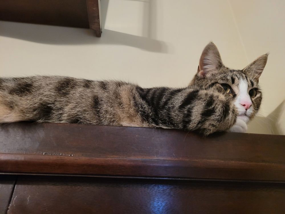 purrfectpussies OnlyFans profile picture