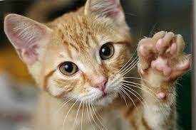 kittypawcentral OnlyFans picture