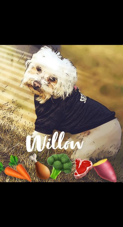 willowzdogfood OnlyFans picture