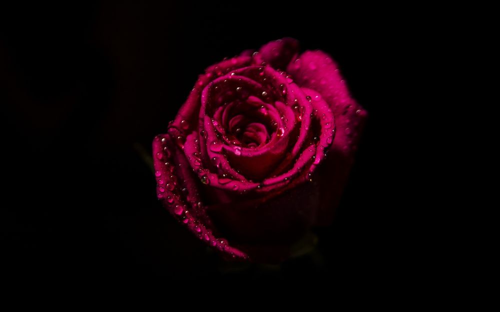 rosiebaby444 OnlyFans profile picture
