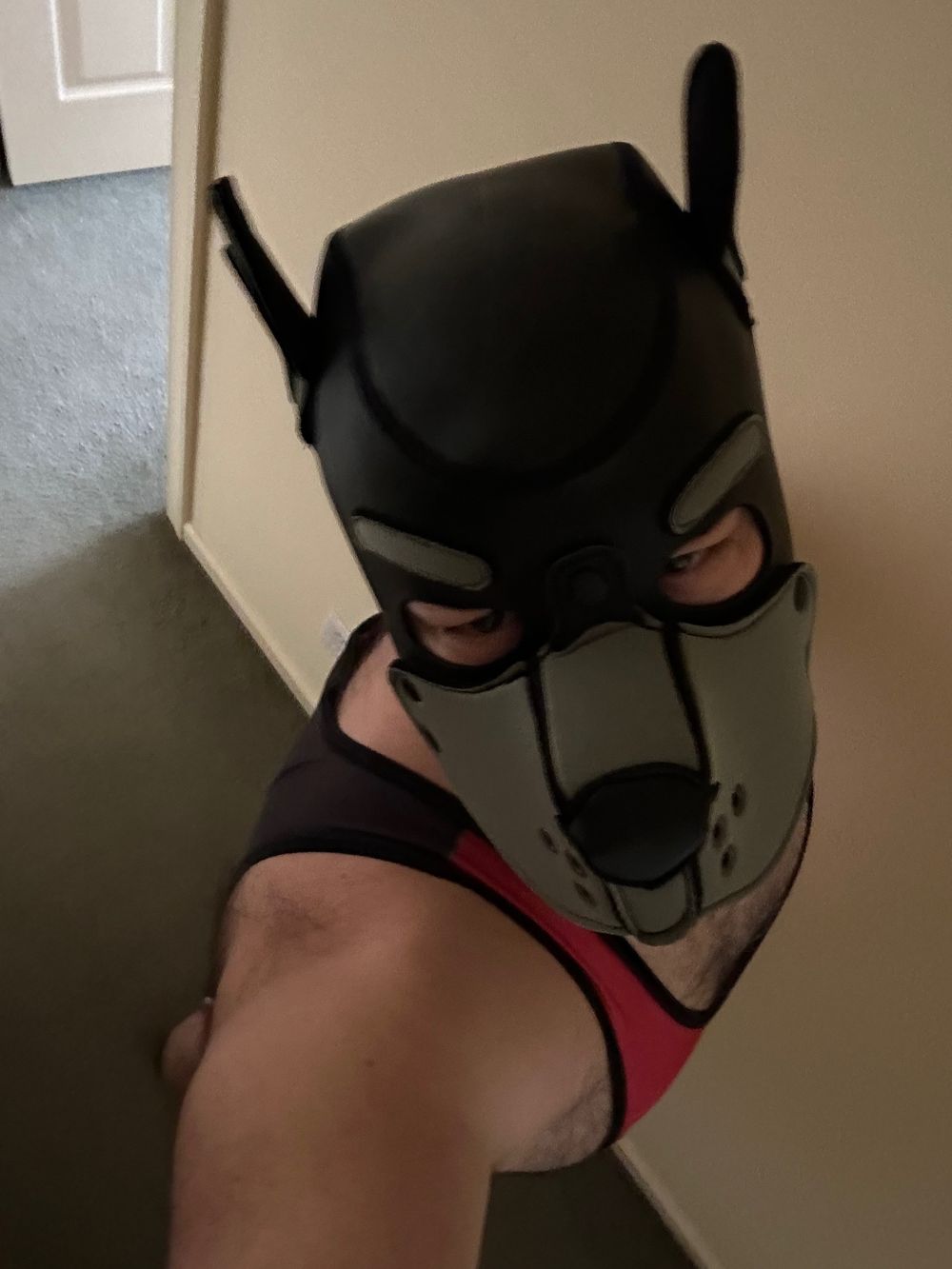 pupocto OnlyFans profile picture