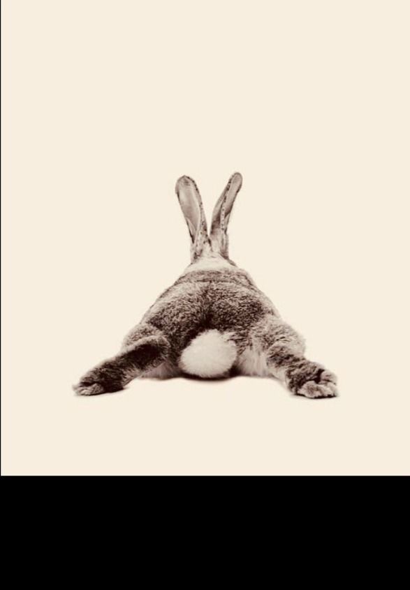 rabbit1691 OnlyFans profile picture
