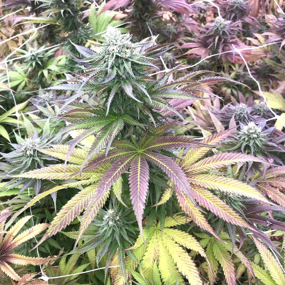robmarley420 OnlyFans profile picture
