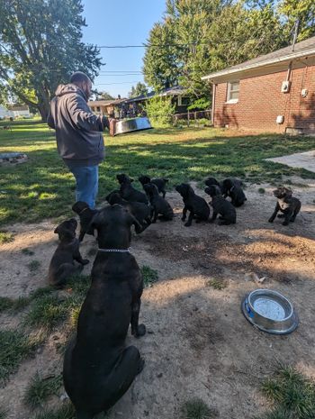 Guardians Dog Training