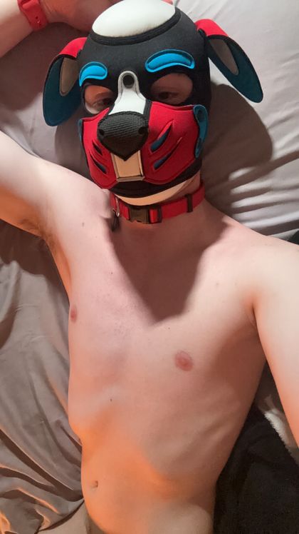 pup_orpheus OnlyFans picture