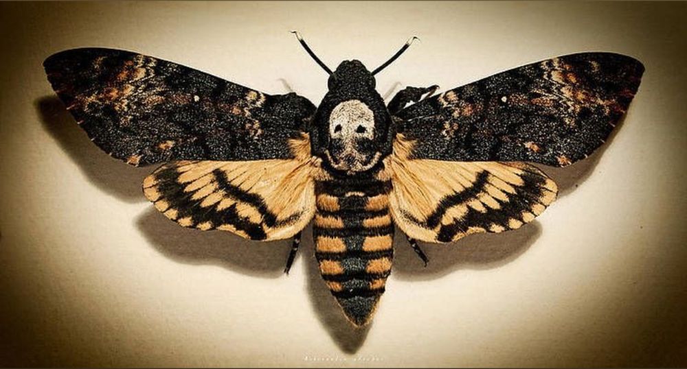 puppyboymoth OnlyFans profile picture