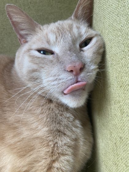 onlymycats OnlyFans picture