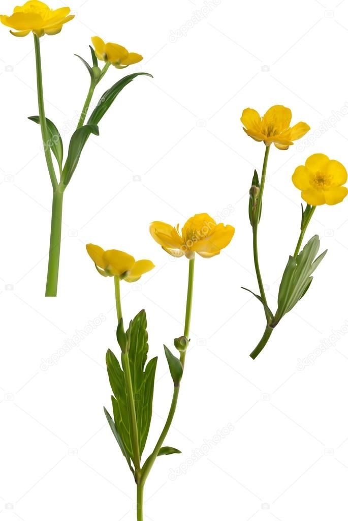 flower-punch OnlyFans profile picture