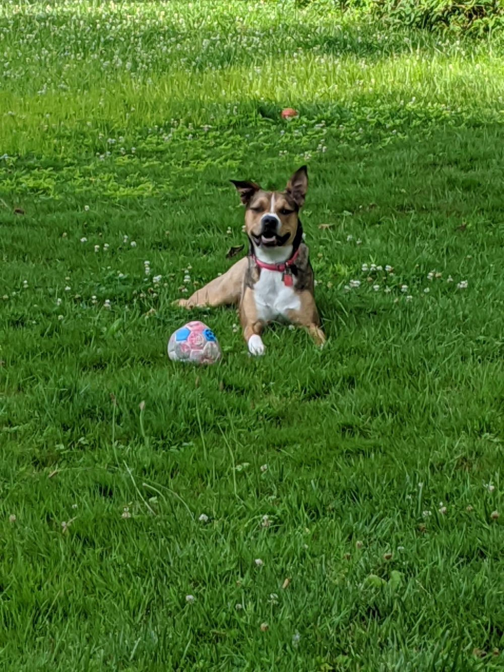 nelledogphine OnlyFans profile picture