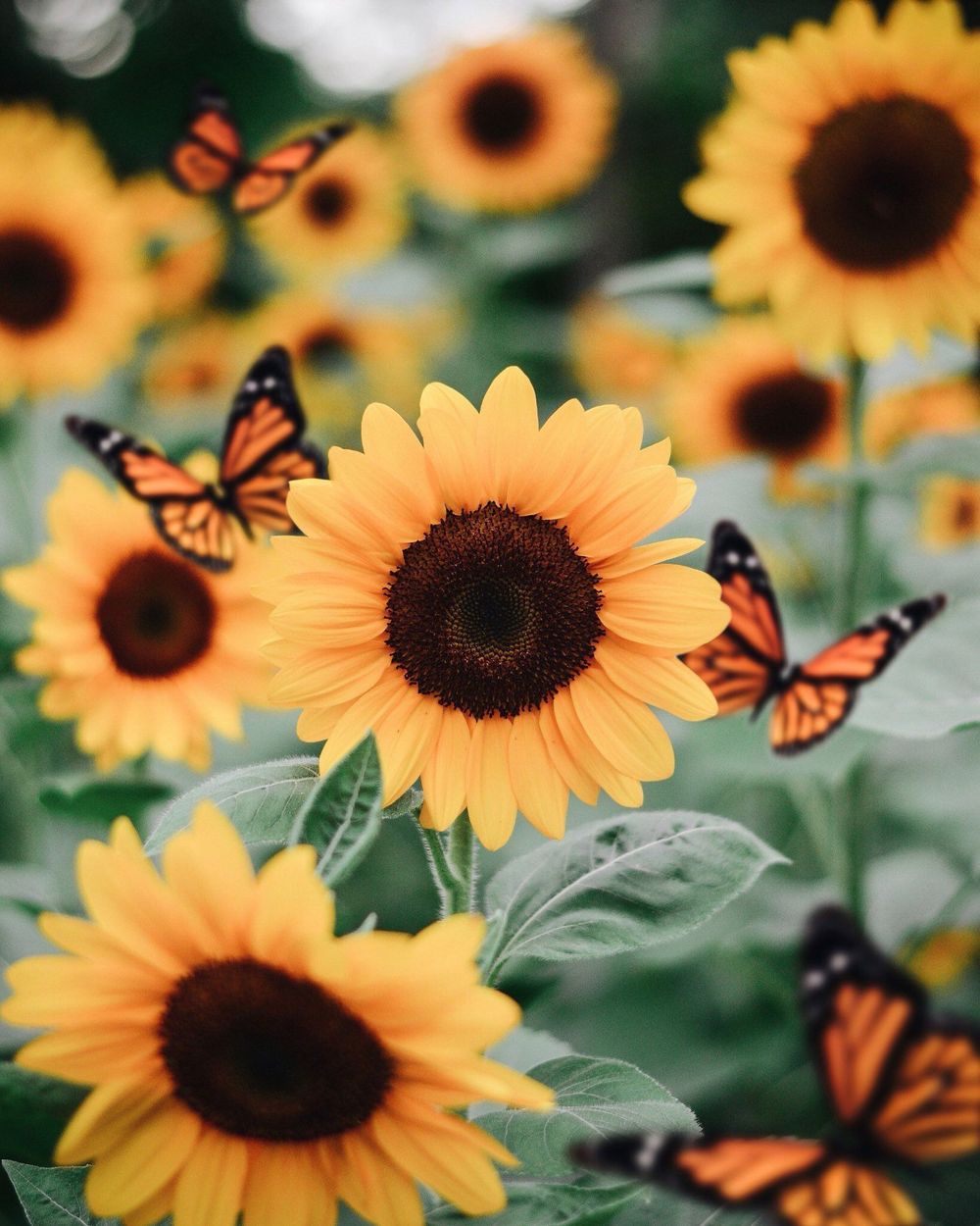 sunflower_beauty1 OnlyFans profile picture