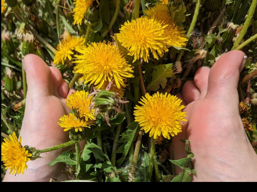 broomfield OnlyFans profile picture