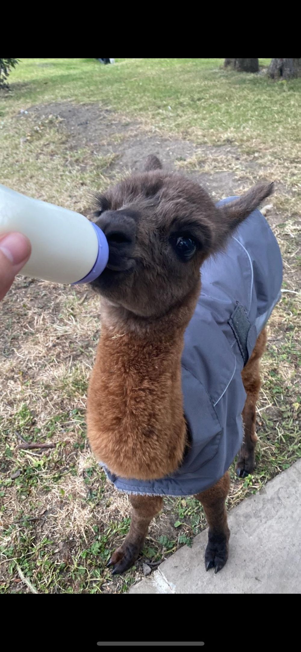 onlyalpacaalfie OnlyFans profile picture