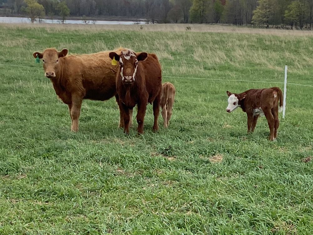 cattlegirl OnlyFans profile picture