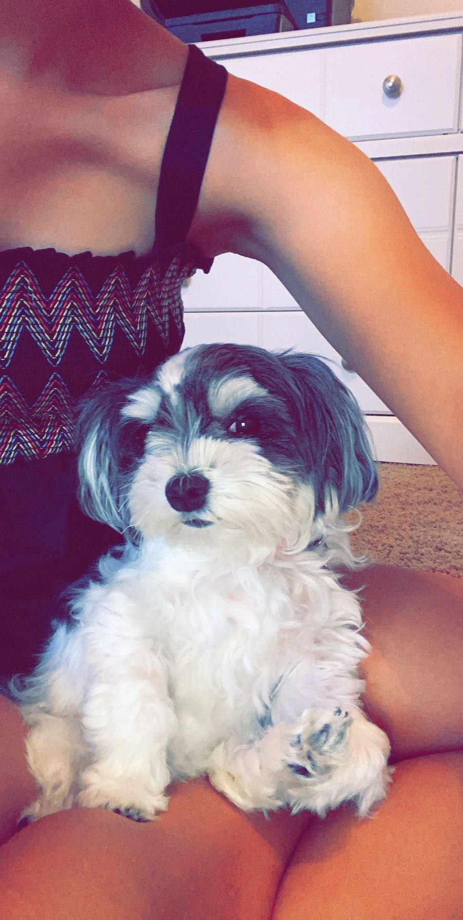 mollymorkie20 OnlyFans profile picture